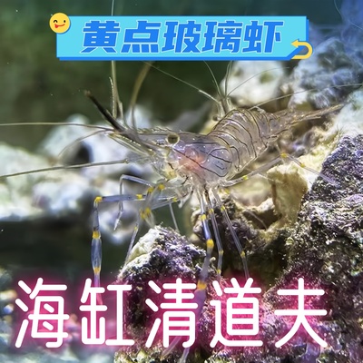 海水黄点玻璃虾太平洋长臂虾除藻清洁虾海缸生物薄荷假绵羊观赏虾