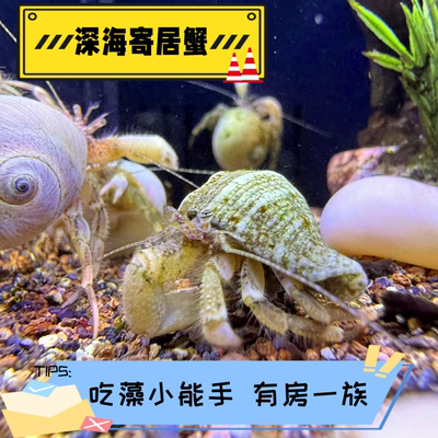 海水生物寄居蟹活体翻砂除藻海水缸观赏丝藻褐藻蓝藻吃残渣深水蟹