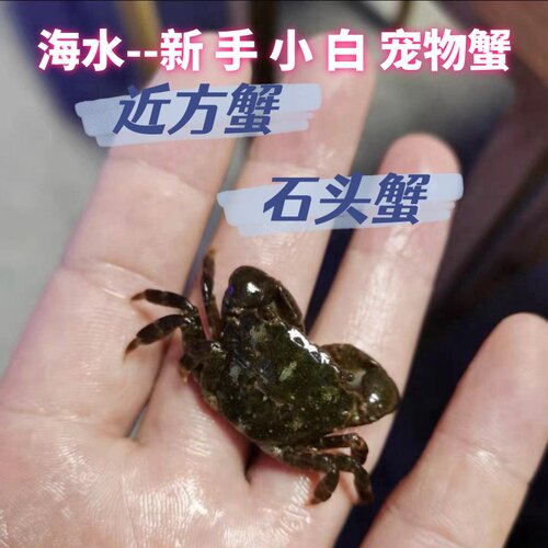 海水观赏蟹肉球高野近方蟹宠物螃蟹小石头蟹石蟹吃藻新手活体生物