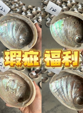福利回馈链接1～天然澳洲鲍鱼贝壳DIY创意香皂盒装饰品鼠尾草器具