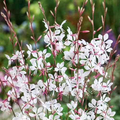 山桃草千鸟花种子易种活白桃玉蝶花籽开花不断庭院室内外盆栽花卉