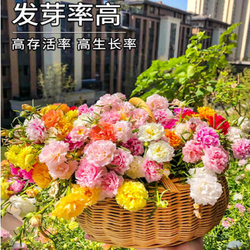 重瓣太阳花花种子花籽易活室外种孑花种籽子四季播种开花矮杆花卉