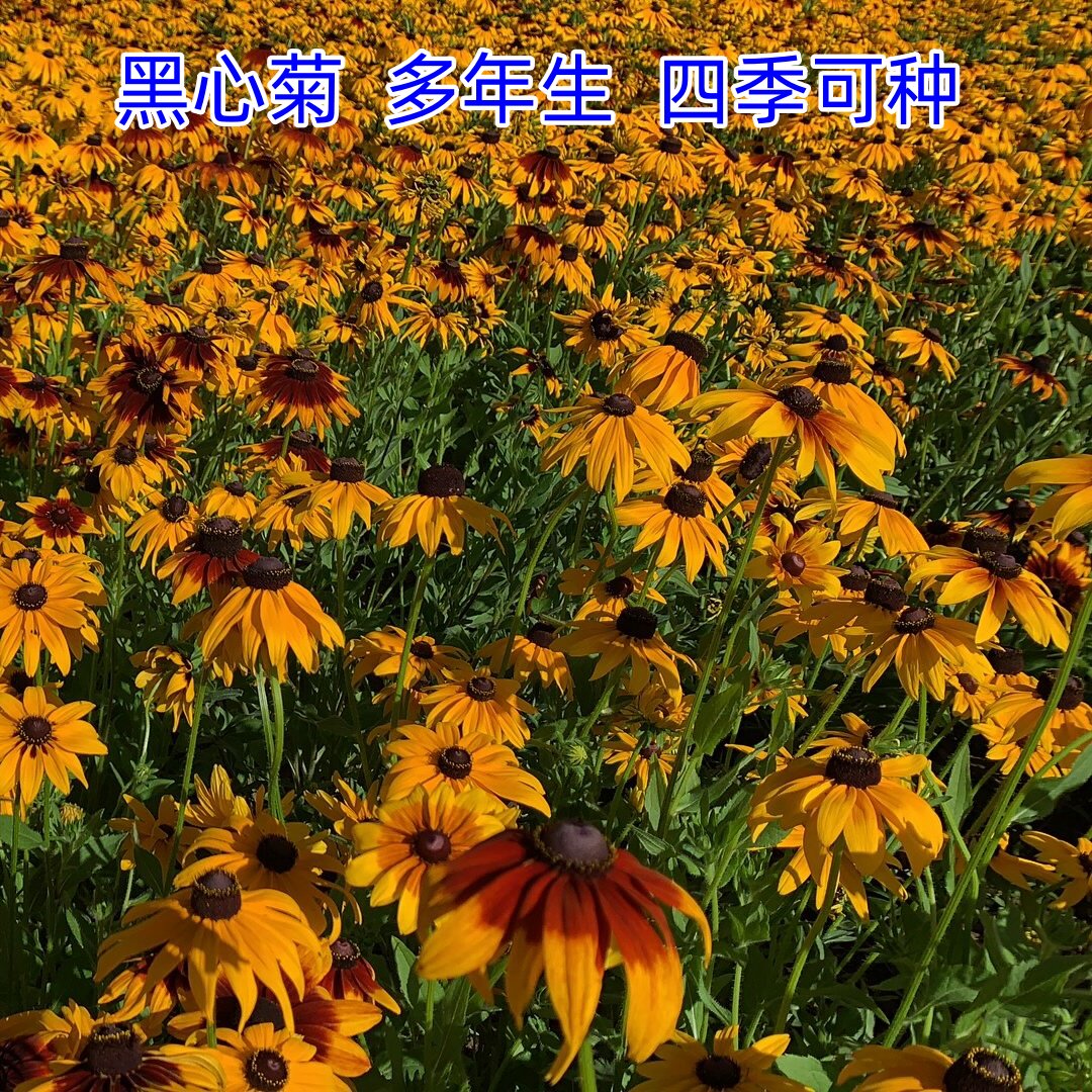 黑心菊花种子四季播种开花易活庭院室外路边金光菊花种籽子 50克