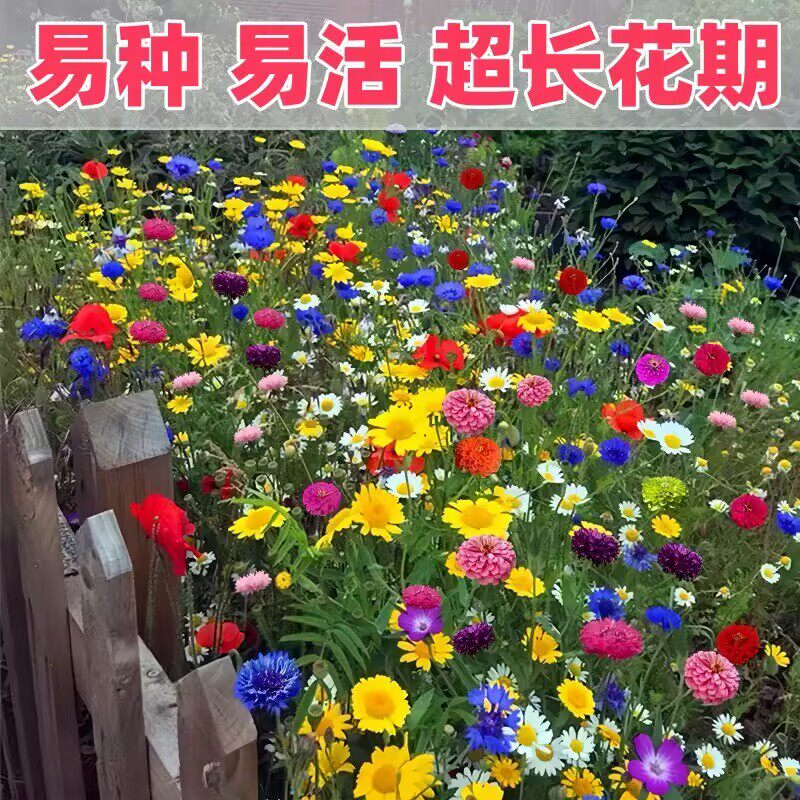 野花组合种子四季波斯菊太阳花格桑花易活花籽庭院室外花种籽子