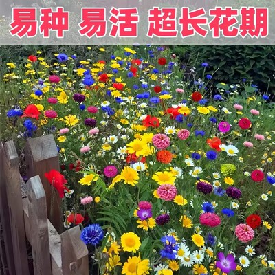 野花组合种子四季波斯菊太阳花格桑花易活花籽庭院室外花种籽子