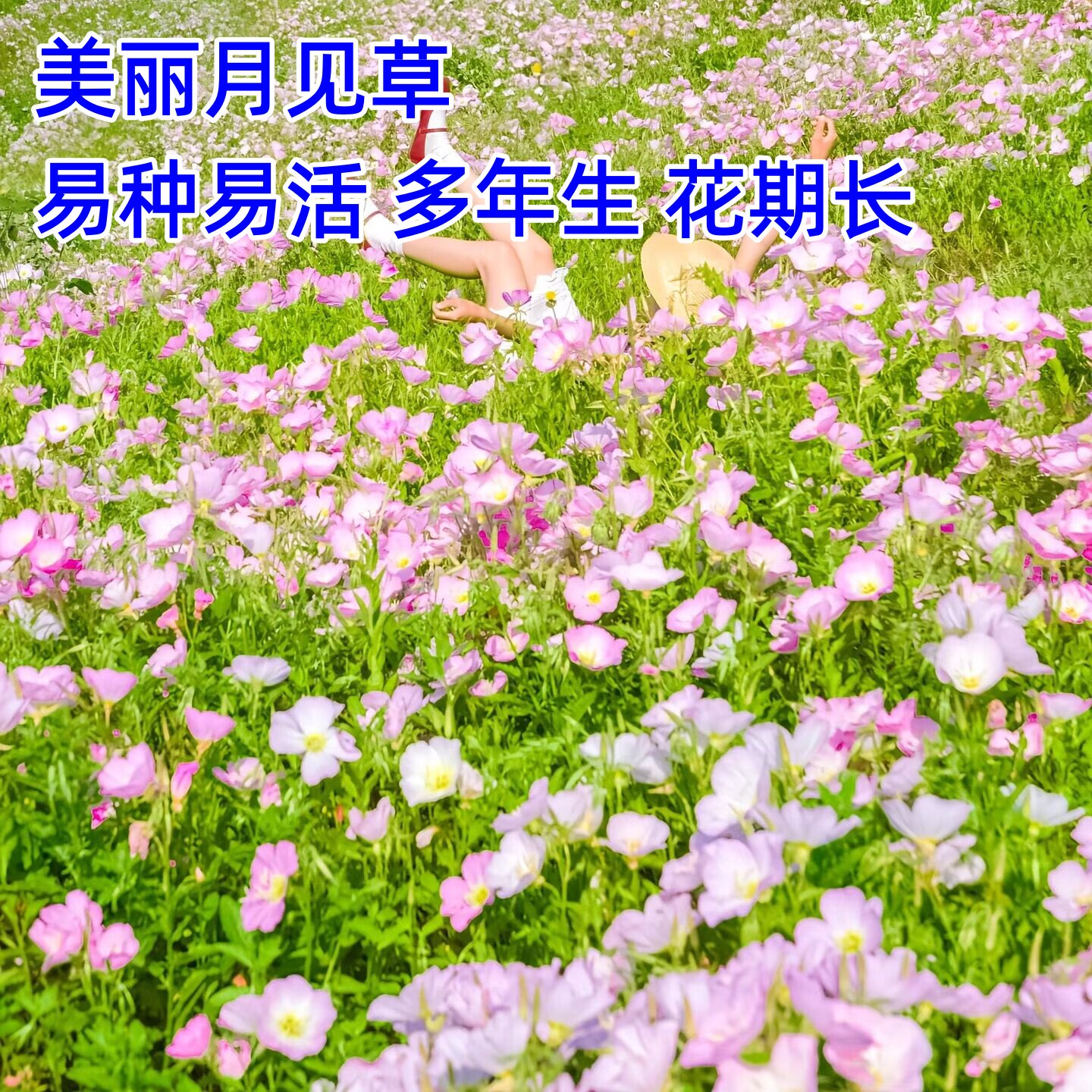 美丽月见草种子多年生四季可播易种阳台盆栽花种籽子耐寒室外花海