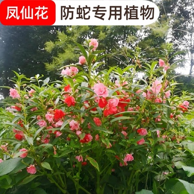 凤仙花种子四季播种开花易活庭院室外防蛇花籽盆栽指甲花花种籽子