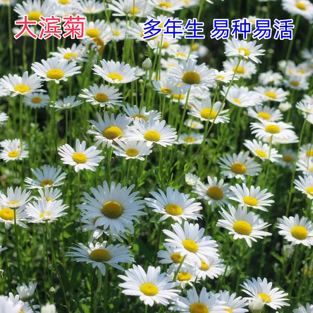 大滨菊种子西洋小滨菊庭院花卉花种籽子阳台盆栽花籽庭院四季种籽
