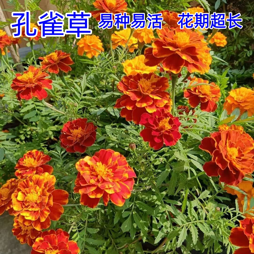 孔雀草种子四季易活复色万寿菊图片