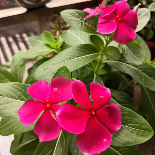 长春花素材模板 长春花图片下载 小麦优选