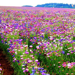 矢车菊花种籽子四季播种开花室外庭院绿化花卉大花蓝色矢车菊种子