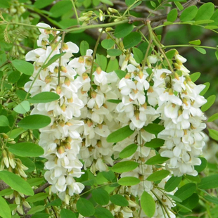 白刺槐种子白花刺槐树种子紫穗槐观花洋槐黄花槐种子蜜蜂采蜜绿化