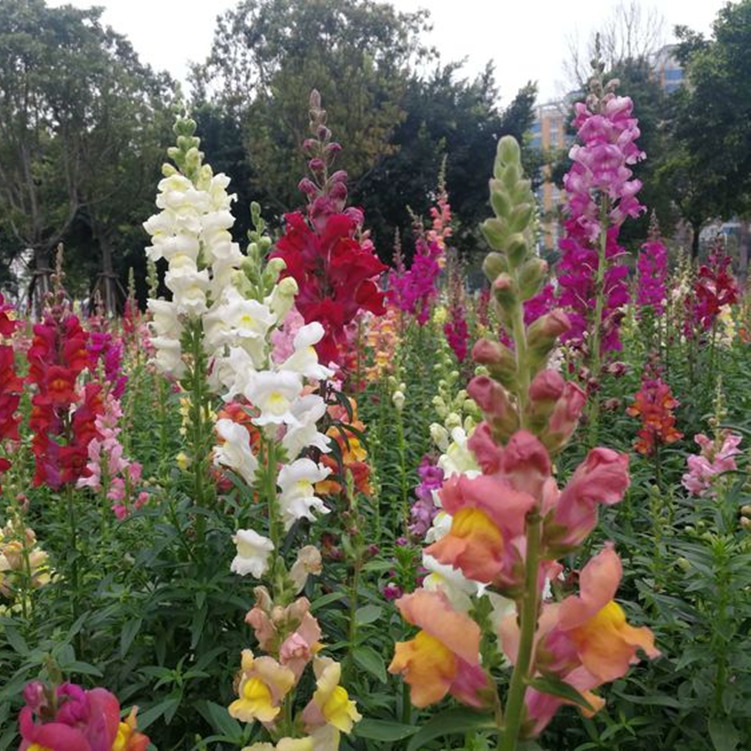 金鱼草花种籽子混色四季播种开花阳台庭院盆栽室外易种多年生花籽