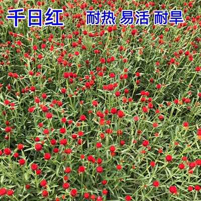 花种子千日红种子千日紫庭院绿化