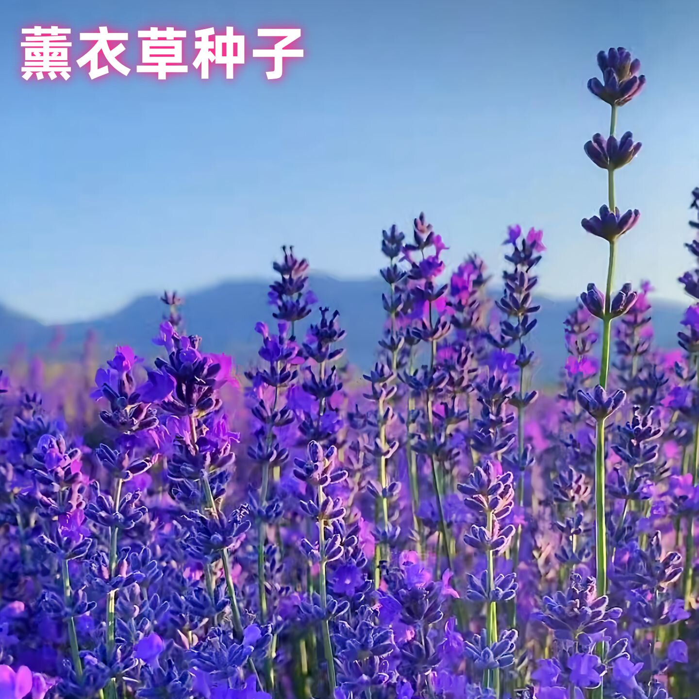 薰衣草种子狭叶普罗旺斯花种籽子四季种驱蚊香草阳台庭院开花耐寒