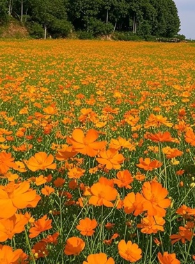 硫化菊花种籽子波斯菊黄秋英硫华菊花籽四季播种开花易种活耐贫瘠