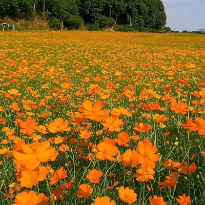 硫华菊种子耐旱耐阴耐贫瘠