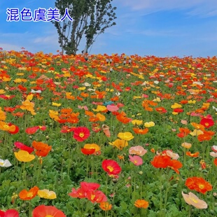 混色虞美人花种子冰岛红花虞美人花种籽子四季易种活花海盆栽庭院
