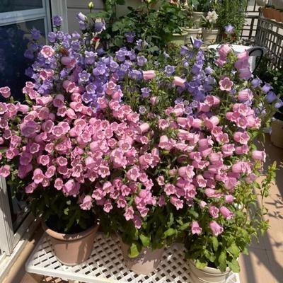 风铃草花种子四季播种开花易活庭院室外阳台盆栽耐寒挂钟花种籽子