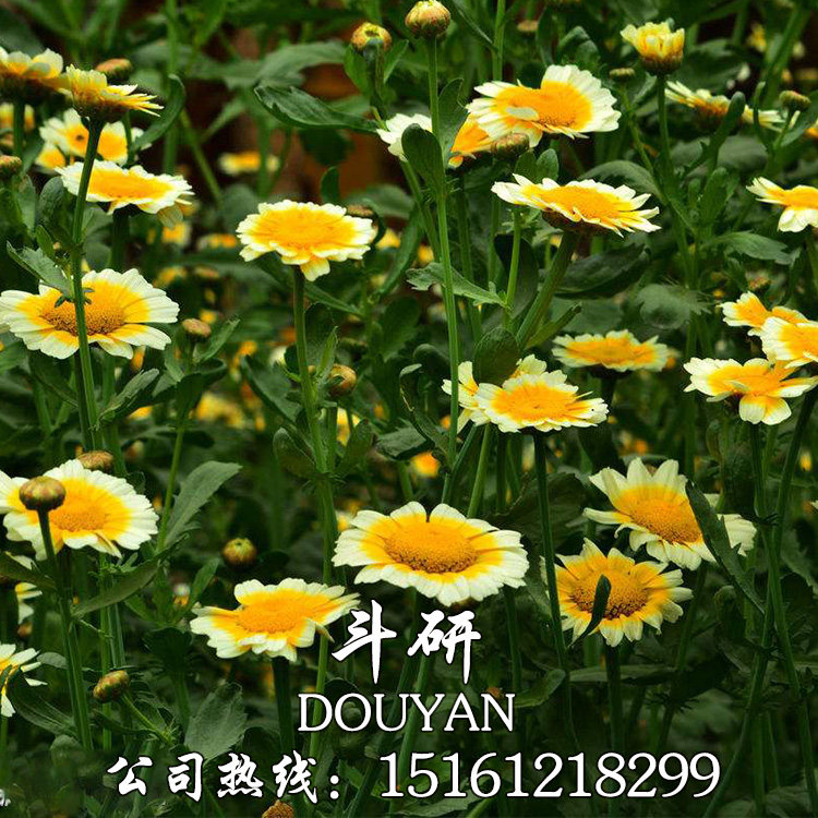 茼蒿菊种子木茼蒿多年生宿根花卉种子木春菊种子景观花海易播种