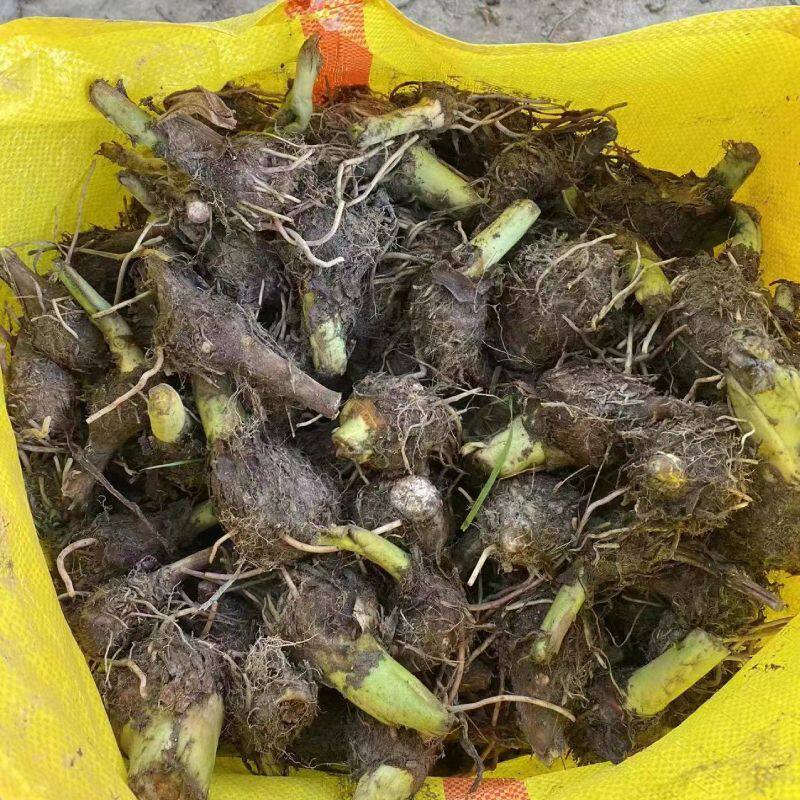 正宗广西荔浦大芋头忠子庙紫藤香芋忠植 农家槟榔芋忠栽培庙