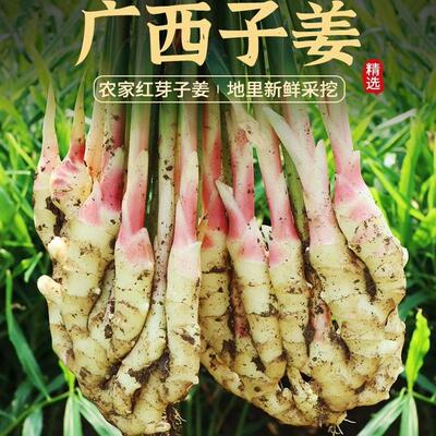 广西红芽香姜仔姜嫩姜新鲜现挖生姜子姜自种蔬菜嫩仔姜嫩子姜泡姜