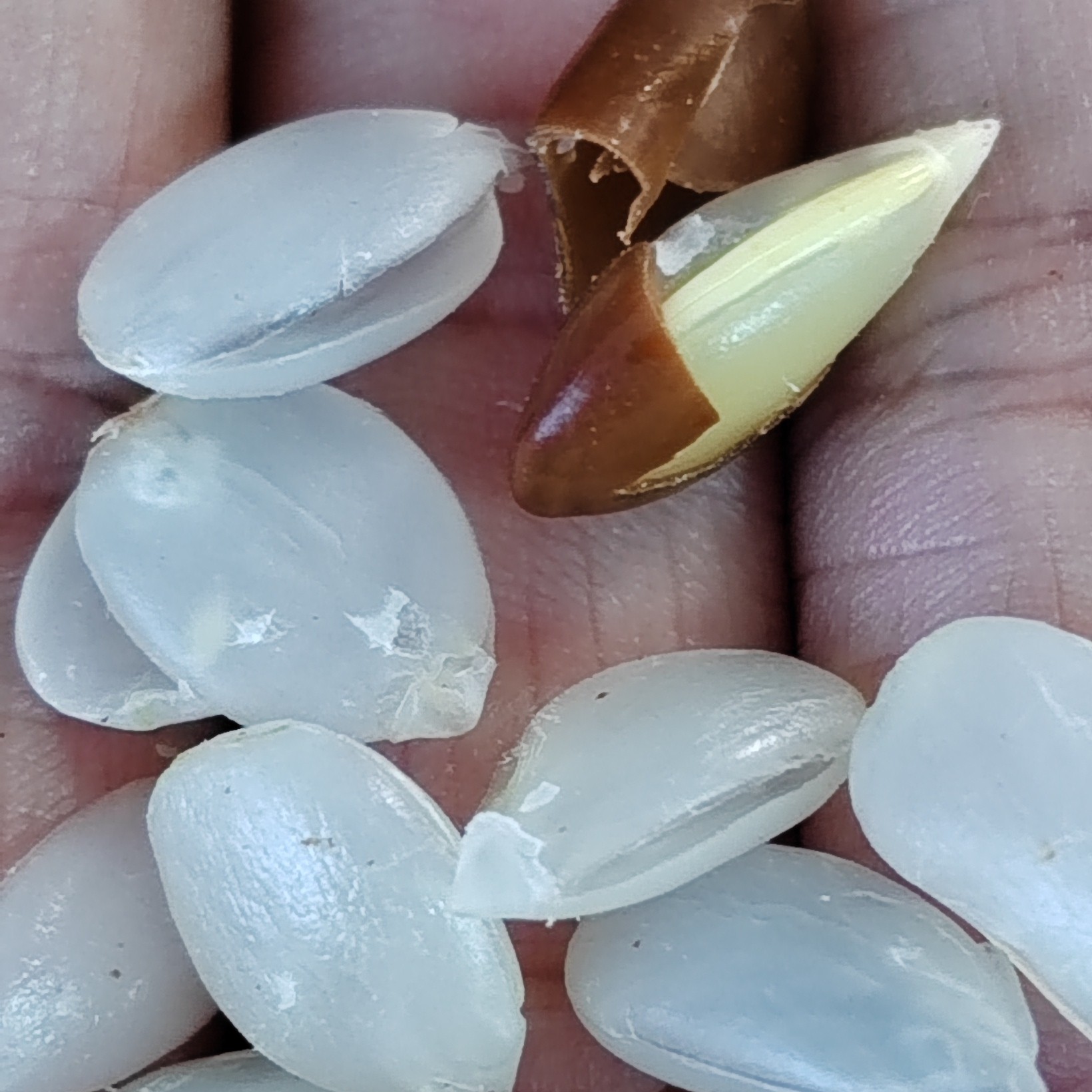 陕西临潼老树单荚皂角米110g农家现剥雪莲子无硫精筛日晒皂角仁