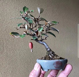 非日本胡秃子盆景羊奶子庭院盆景阳台办公桌书房客厅