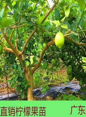 香水柠檬柠檬南北方种植四季结果