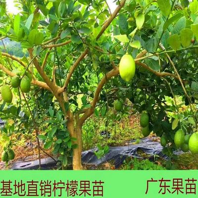 香水柠檬柠檬南北方种植四季结果
