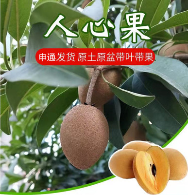人参果苗四季常绿带果
