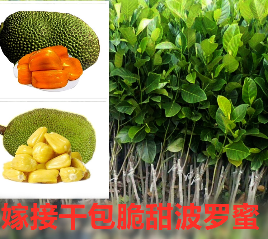 菠萝蜜苗果树苗四季结果海南嫁接菠萝蜜苗当年结果苗南北方种植