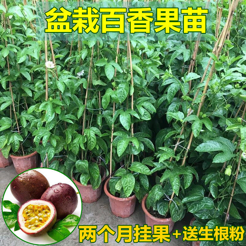 百香果苗果树苗紫香一号西番莲黄金果满天星果苗四季可种盆栽果苗