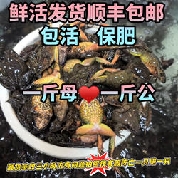 蛤蟆 鲜活发货 东北特产 蛤蟆母豹子 满油满籽