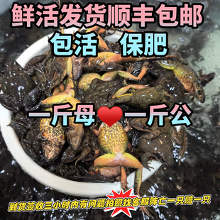 蛤蟆 鲜活发货 东北特产 蛤蟆母豹子  满油满籽