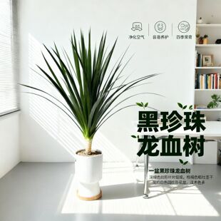 黑珍珠龙血树龙须树室内绿植家居客厅办公室植物净化空气除甲醛