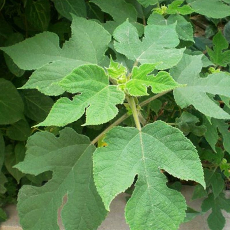 中药材新鲜现摘楮叶野生构树根构树叶500克包邮楮树褚桃叶