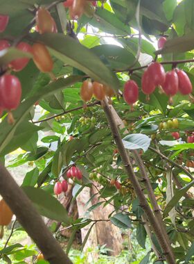 带土带叶羊奶子庭院阳台观花赏果