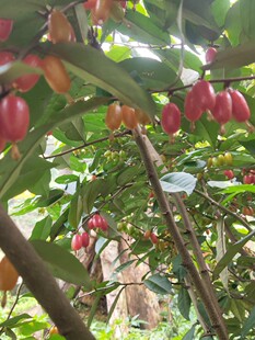 羊奶果树苗盆栽胡秃子树桩羊奶子绿植四季常青带土带叶发货