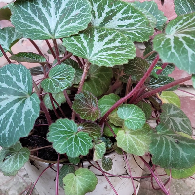 野外虎耳草美观绿植室内，假山