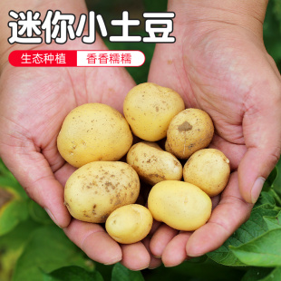 新鲜蔬菜 农家肥 孕妇宝宝辅食400g 每日现挖迷你小土豆 密云农家