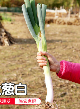 密云农家现拔大葱新鲜300g白炒炖