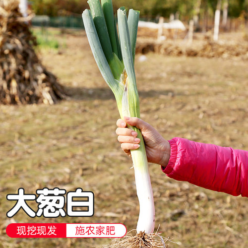 密云农家现拔大葱新鲜300g白炒炖