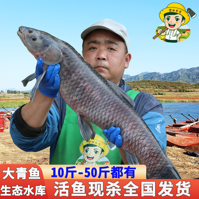 密水农家水库鱼新鲜胖头鱼当日捕捞鲜鱼 现杀现发花莲 整条生态鱼