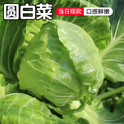密云农家当日现砍绿甘蓝卷心菜