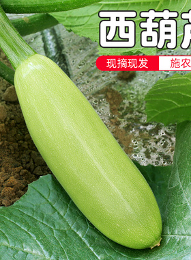 密云农家 每日现采西葫芦 太嫩了轻轻一碰就掉皮儿 孕妇 清炒350g