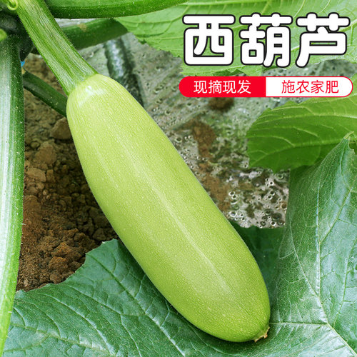 密云农家每日现采西葫芦