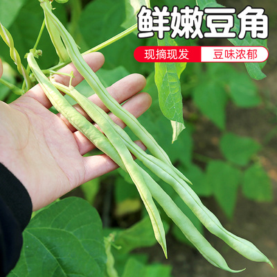 密云农家当日现摘豆角时令蔬菜