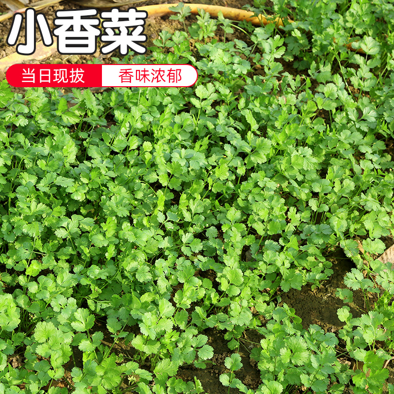 密云农家当日现拔香菜品种