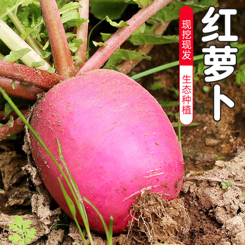 新鲜红萝卜5斤红皮大萝卜